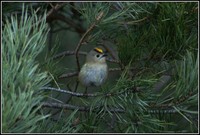 Regulus regulus - Goldcrest