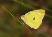 Image of: Colias interior (pink edged sulphur)