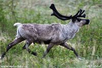 Rangifer tarandus - Reindeer