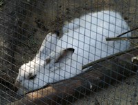 Lepus timidus - Eurasian Arctic Hare