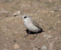 Image of: Onychostruthus taczanowskii (white-rumped snowfinch)