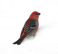 Image of: Pinicola enucleator (pine grosbeak)