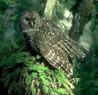 Image of: Strix varia (barred owl)