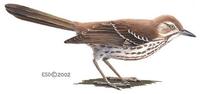 Image of: Toxostoma rufum (brown thrasher)