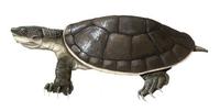 Image of: Pseudemydura umbrina (western swamp turtle)