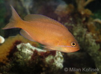 Pseudanthias kashiwae