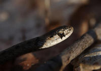 Image of: Storeria dekayi (Dekay's brown snake)