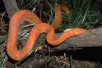 Tropidophis melanurus - Dusky Dwarf Boa