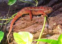 Furcifer pardalis