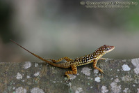 Anolis oculatus