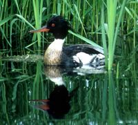 Red-breasted Merganser - Mergus serrator