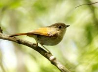 Javan Fulvetta - Alcippe pyrrhoptera