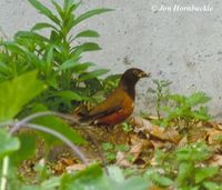 Izu Thrush - Turdus celaenops