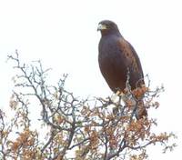 Harris's Hawk (Parabuteo unicinctus) photo