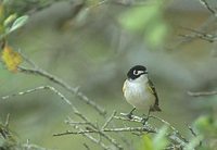 Black-capped Vireo (Vireo atricapillus) photo