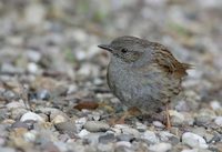 Dunnock (Prunella modularis) photo