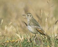 Common Miner (Geositta cunicularia) photo