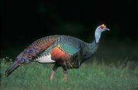 Ocellated Turkey (Agriocharis ocellata) photo