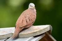 Ruddy Ground-Dove - Columbina talpacoti