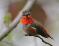 Allen's Hummingbird - Selasphorus sasin