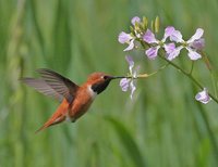 Rufous Hummingbird - Selasphorus rufus