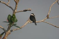 White-necked Puffbird - Notharchus macrorhynchos