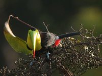 Keel-billed Toucan - Ramphastos sulfuratus