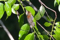 Ash-winged Antwren - Terenura spodioptila