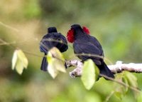 Purple-throated Fruitcrow - Querula purpurata