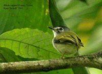 Black-capped Pygmy-Tyrant - Myiornis atricapillus