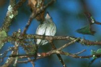 Pelzeln's Tody-Tyrant - Hemitriccus inornatus