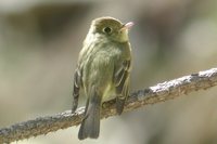 Cordilleran Flycatcher - Empidonax occidentalis