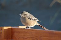 Patagonian Mockingbird - Mimus patagonicus