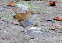 Ruddy-capped Nightingale-Thrush - Catharus frantzii