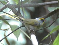Black-faced Warbler - Abroscopus schisticeps