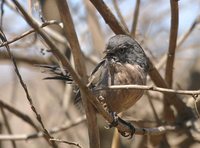 Wrentit - Chamaea fasciata