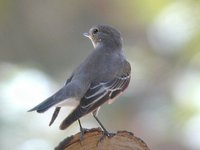 Semicollared Flycatcher - Ficedula semitorquata