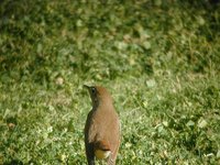 Common Nightingale - Luscinia megarhynchos