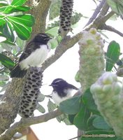 Willie-wagtail - Rhipidura leucophrys