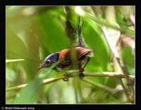 Emperor Fairywren - Malurus cyanocephalus