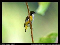 Yellow-sided Flowerpecker - Dicaeum aureolimbatum