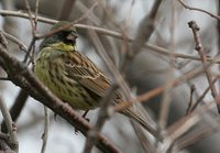 Black-faced Bunting - Emberiza spodocephala