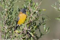 Black-hooded Sierra-Finch - Phrygilus atriceps