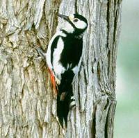 White-winged Woodpecker