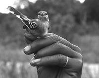 White-fringed antwren