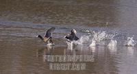 The Netherlands , NLD , Burgh Haamstede , 2005 Mar 23 : Two coots ( fulica atra ) running over a...