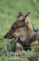 Side striped jackal ( Canis adustus ) , Murchison Falls National Park , Uganda stock photo