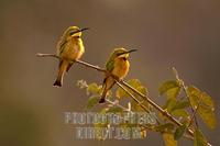Little Bee eaters on branch stock photo