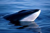 The Northern (or Common) Minke Whale (Balaenoptera acutorostrata)