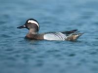 Garganey